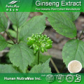 Panax Ginseng Leaf Extract (Ginsenosides 80% UV-VIS)